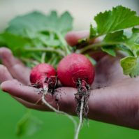 Farm non-GMO Vegetables Organic Hand Picked
