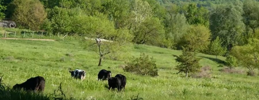 Warwick NY Grass-fed Beef Cattle Roaming Pasture