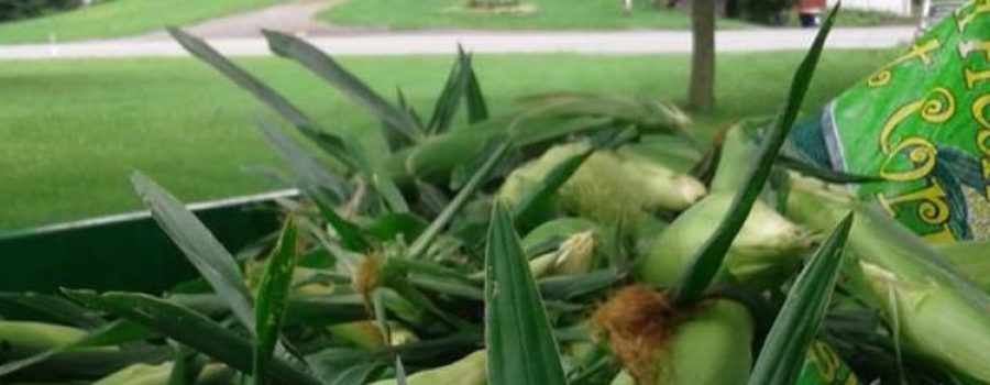 NON-GMO Sweet Corn