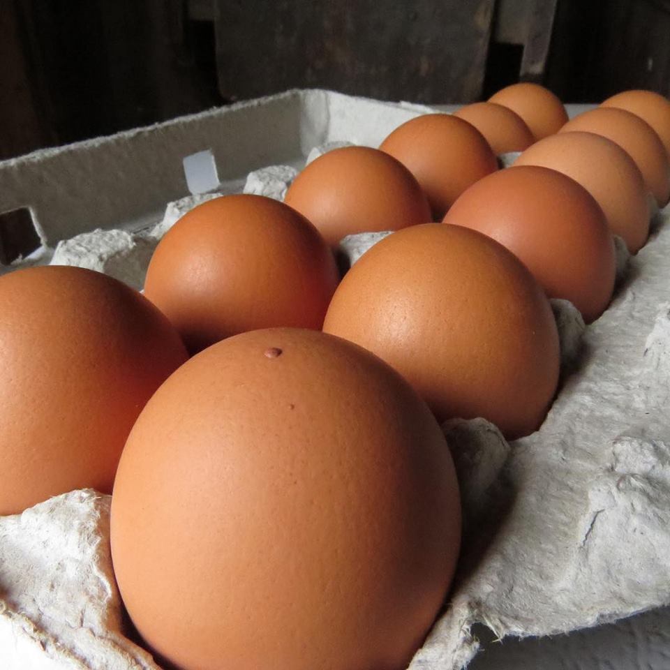 Are Free Range Eggs The Best