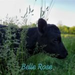 Grass-fed beef black angus