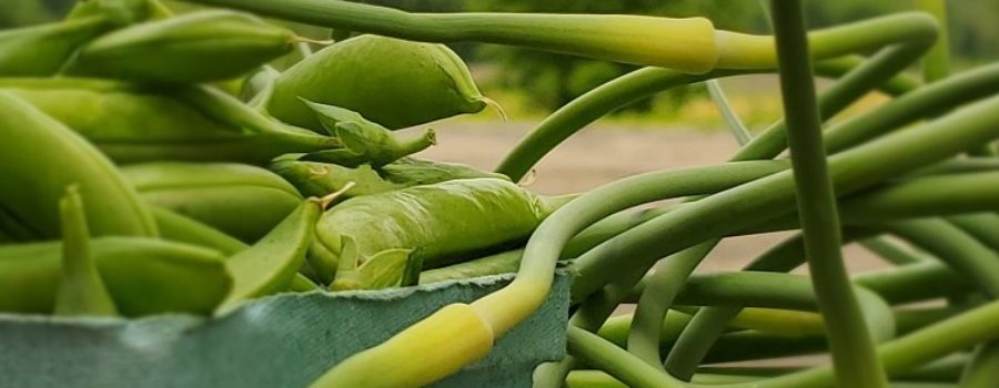 Garlic Scapes and Sugar Snap Peas