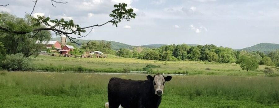 Grass-fed Beef Cattle