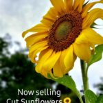 Farm Sunflowers