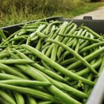 Organic green beans that were fresh picked and non-gmo.