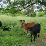 Grass-fed cattle enjoying the Warwick NY farm grass from Sweetman's farm.