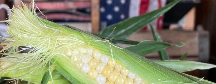 NON GMO Sweet Corn