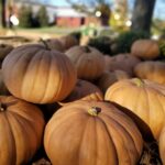 Fall pumpkins that are sold at the farm store.