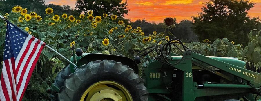 Farm tractor in front of the sunflowers.